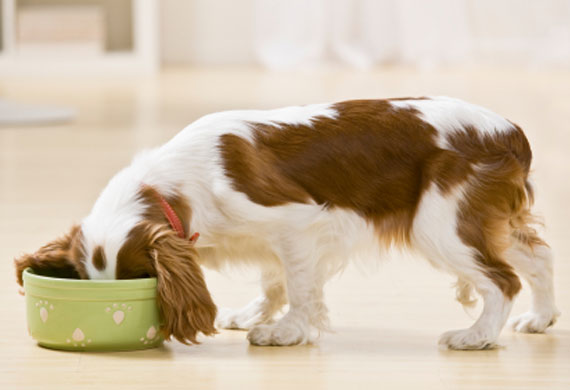 Cavalier eating from bowl