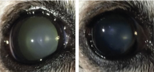 Lanosterol treated dog eye