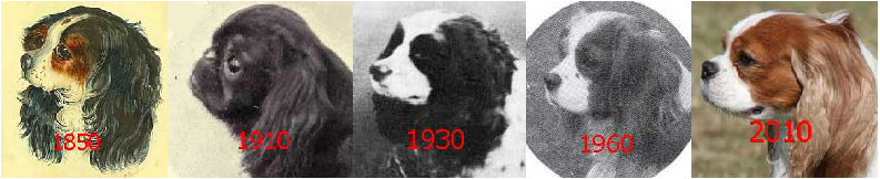 Evolution of the Cavalier King Charles Spaniel