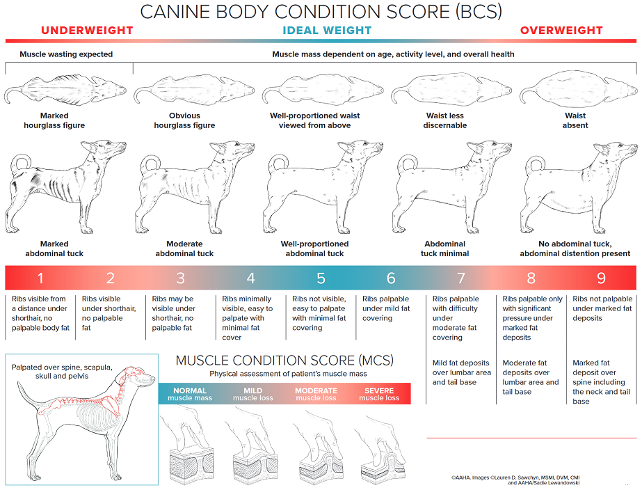 AAHA Body Condition Score (BCS)