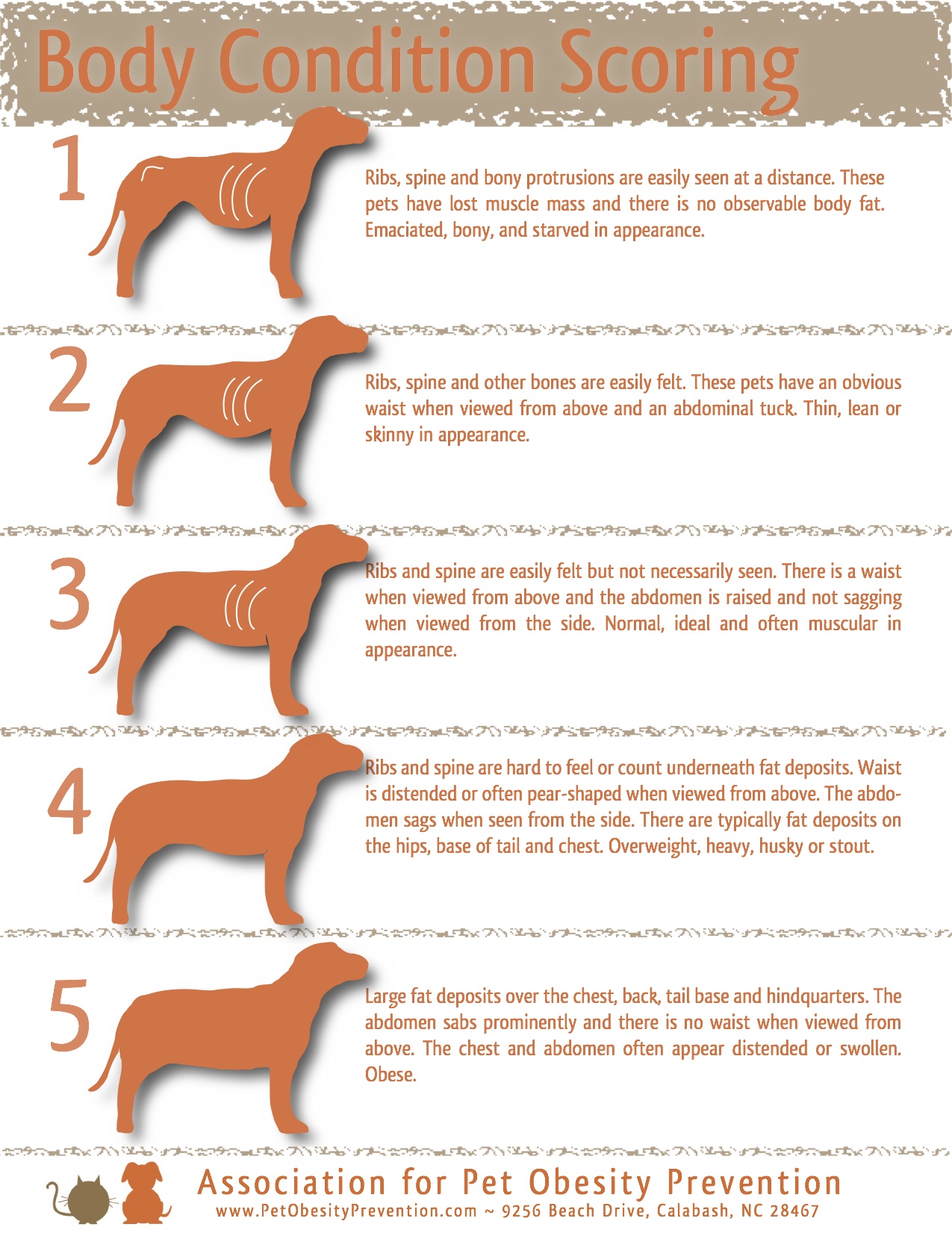 5 Point Dog Body Condition Scoring Chart