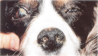 Cavalier with dry eye - Renwick 1996