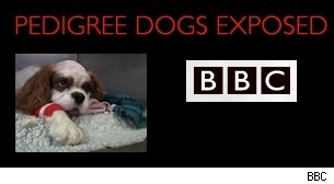 BBC's Pedigree Dogs Exposed