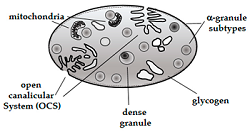 Platelet Diagram