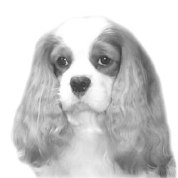 The Cavalier Tissue Collection Scheme -- Tommy