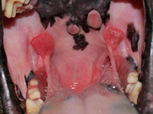 Cavalier with eosinophilic granuloma