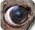 Florida Spot Keratopathy