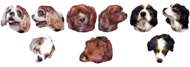 3D image models of cavaliers